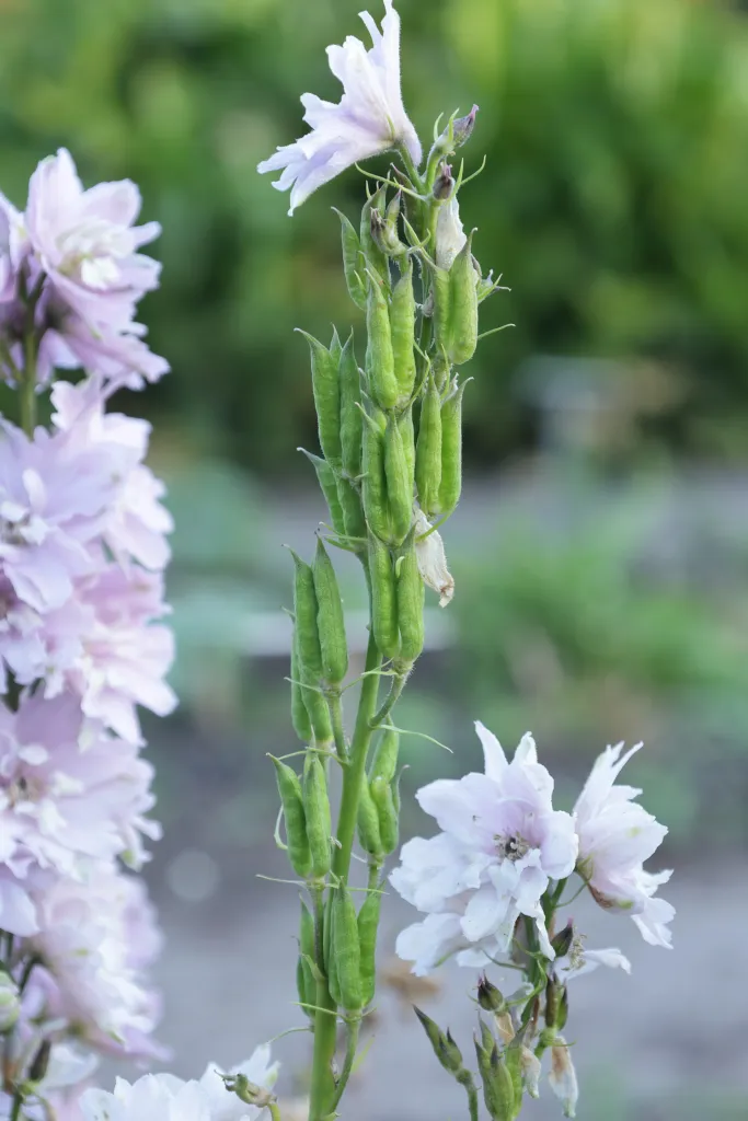 Rittersporn (Delphinium 'Magic Fountains') – Blüten in Nahaufnahme, Pflanzenfoto