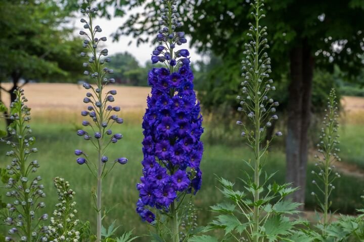 Delphinium 'New Zealand'
