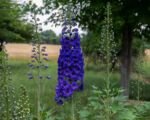 Delphinium ‘New Zealand’