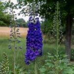 Delphinium ‘New Zealand’ (Delphinium 'New Zealand') – Pflanzenfoto