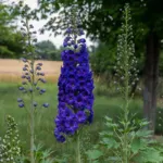 Delphinium ‘New Zealand’ (Delphinium 'New Zealand') – plant photo
