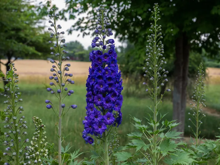 Delphinium 'New Zealand'