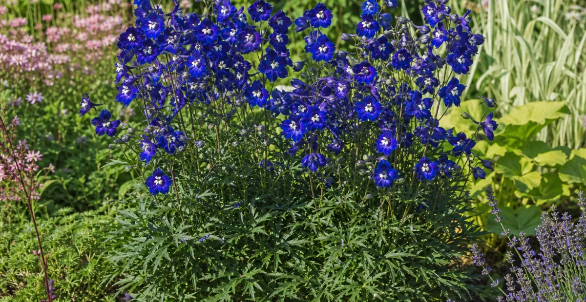Delphinium 'Summer Nights' – plant photo