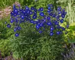 Delphinium ‘Summer Nights’