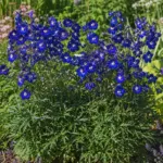 Delphinium ‘Summer Nights’ (Delphinium 'Summer Nights') – plant photo