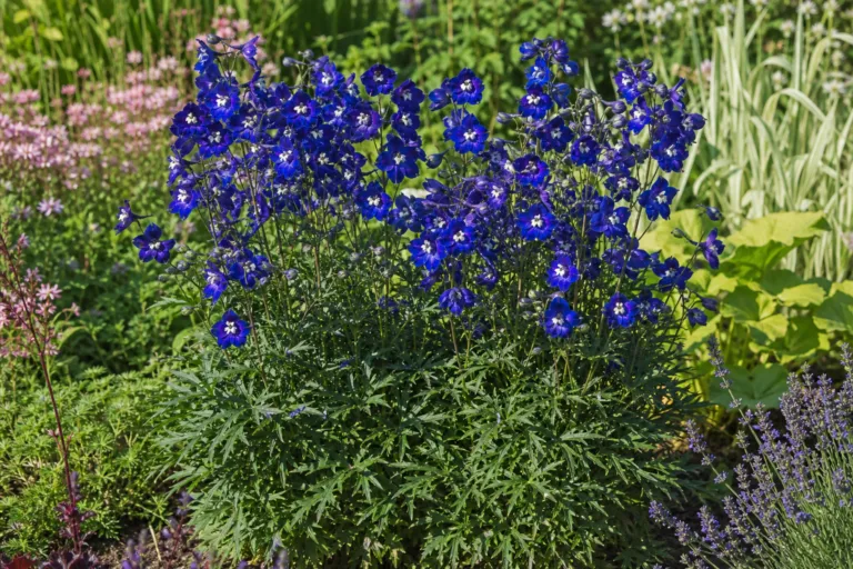 Delphinium 'Summer Nights'