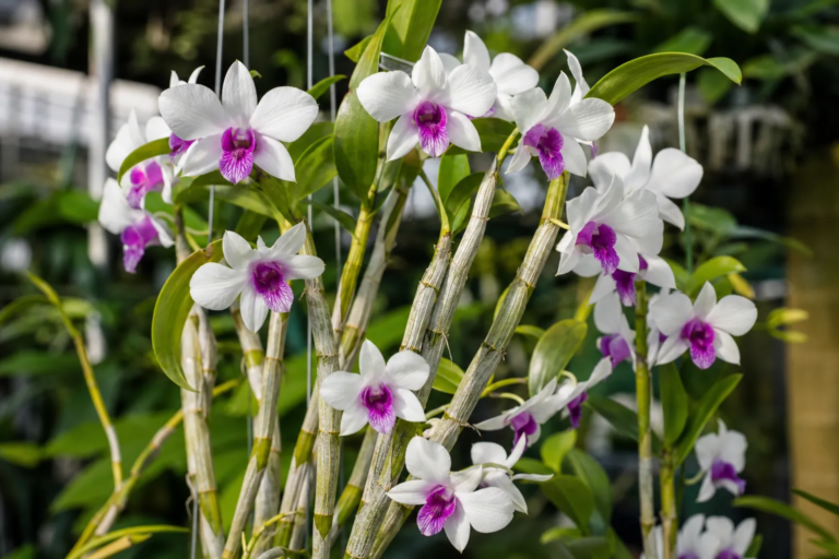 Dendrobium nobile