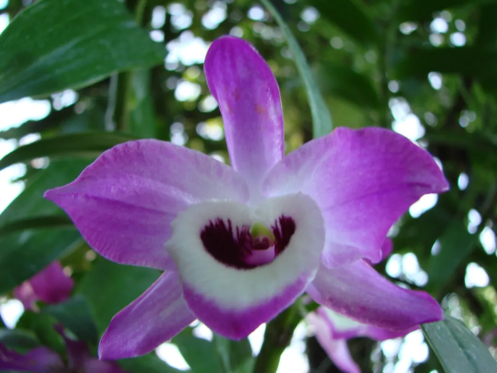 Dendrobium nobile – (Dendrobium nobile) – typisches Erscheinungsbild, Pflanzenfoto