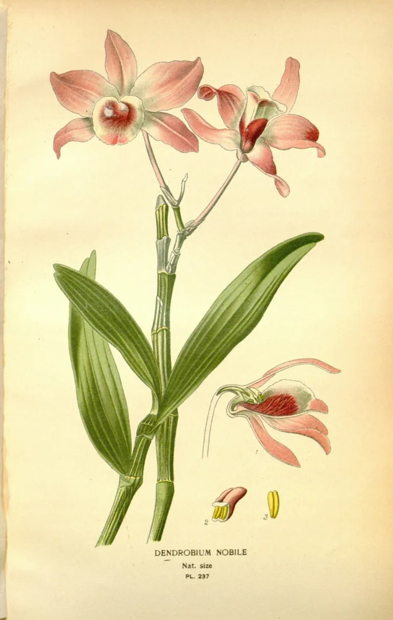 Noble Dendrobium (Dendrobium nobile) – flowers in close-up, plant photo