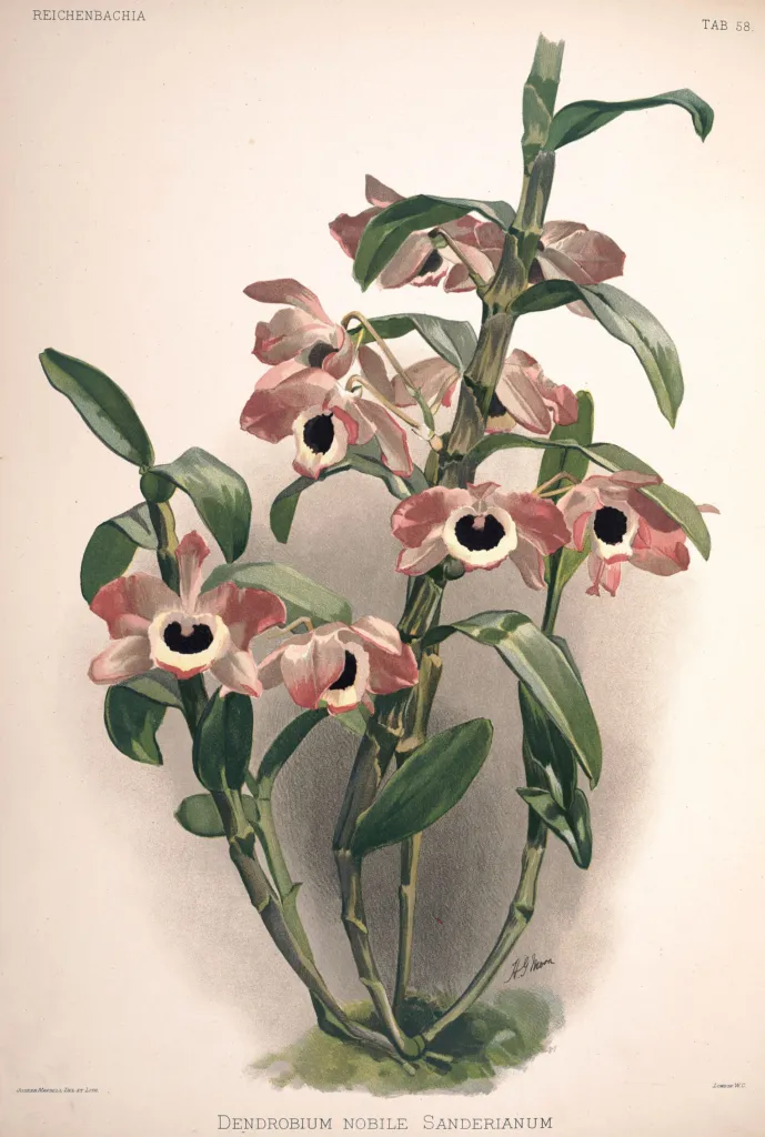Dendrobium nobile – (Dendrobium nobile) – typisches Erscheinungsbild, Pflanzenfoto