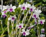 Dendróbium vznešené (Dendrobium nobile) – pestovanie a starostlivosť