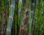 Dendrocalamus asper – Pflege