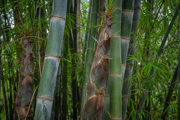 Dendrocalamus asper