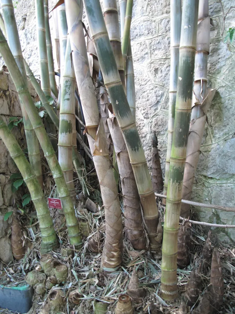 giant bamboo or dragon bamboo (in China) (Dendrocalamus asper) – in a garden setting, plant photo