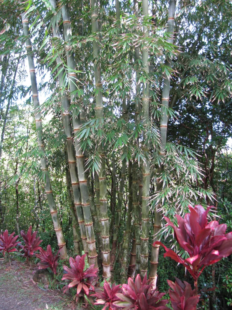 giant bamboo or dragon bamboo (in China) (Dendrocalamus asper) – in a garden setting, plant photo