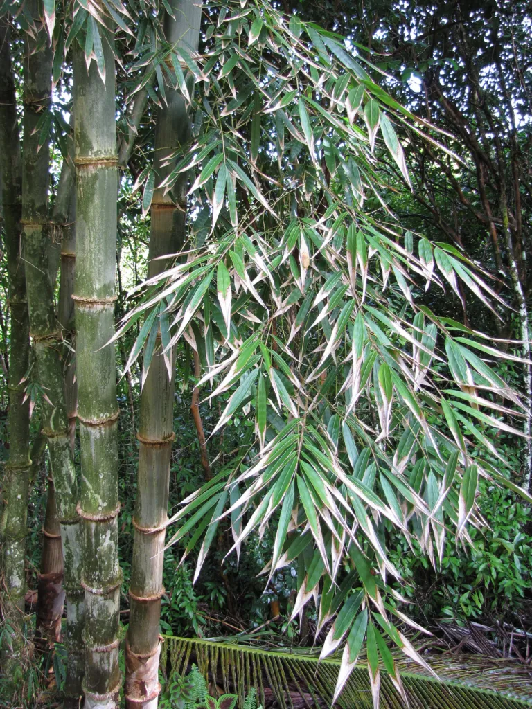 giant bamboo or dragon bamboo (in China) (Dendrocalamus asper) – leaves and shoots, plant photo