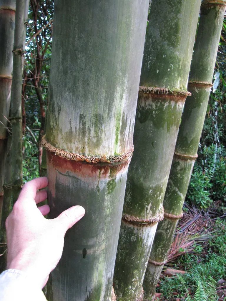 giant bamboo or dragon bamboo (in China) (Dendrocalamus asper) – in a garden setting, plant photo