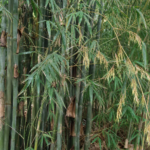 Dendrocalamus latiflorus – (Dendrocalamus latiflorus) – Pflanzenfoto