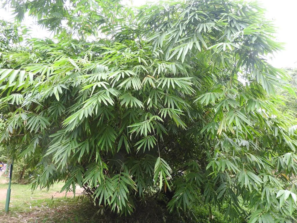 Dendrocalamus latiflorus – (Dendrocalamus latiflorus) – Blätter und Triebe, Pflanzenfoto