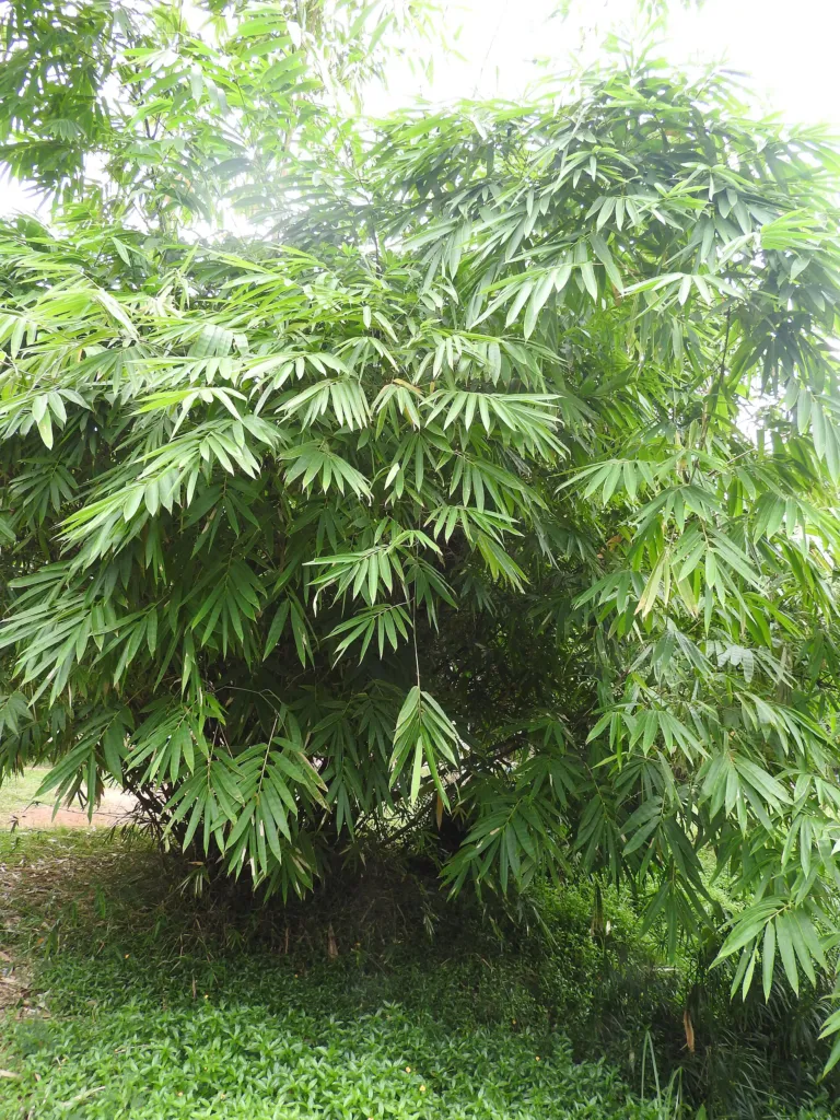 Dendrocalamus latiflorus – (Dendrocalamus latiflorus) – Blätter und Triebe, Pflanzenfoto