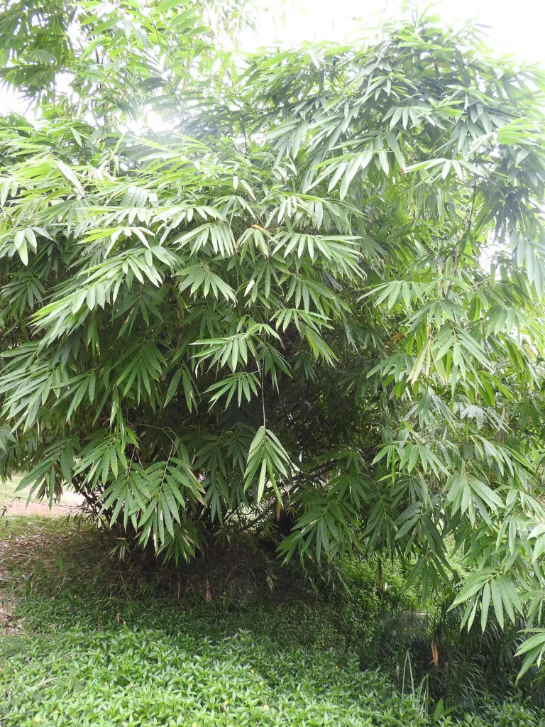Dendrocalamus latiflorus – (Dendrocalamus latiflorus) – Blätter und Triebe, Pflanzenfoto