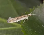 Diamondback Moth