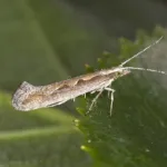 Diamondback Moth