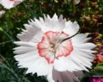 Dianthus allwoodii – Pflege