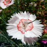Dianthus allwoodii – (Dianthus allwoodii) – Pflanzenfoto