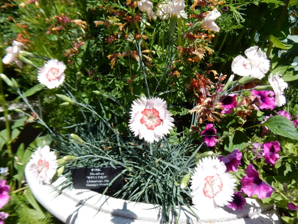 Dianthus allwoodii – pestovanie a (Dianthus allwoodii) – typický vzhľad, fotografia rastliny