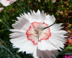 Dianthus allwoodii care guide