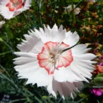 Dianthus allwoodii care guide (Dianthus allwoodii) – plant photo