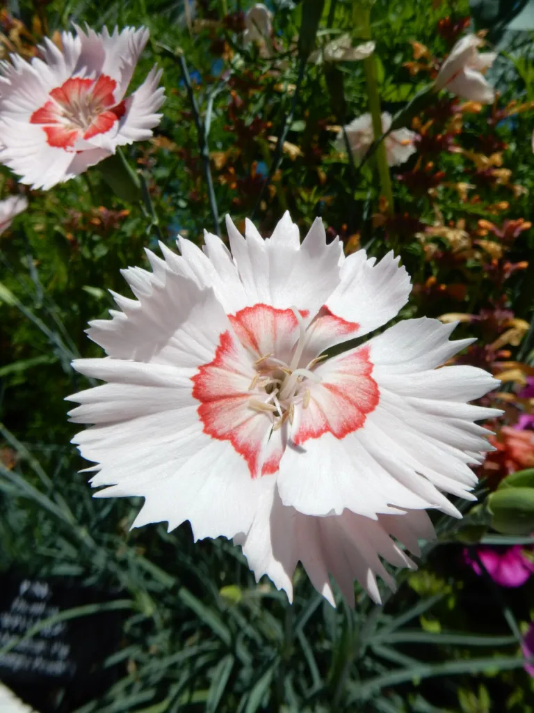 Dianthus allwoodii