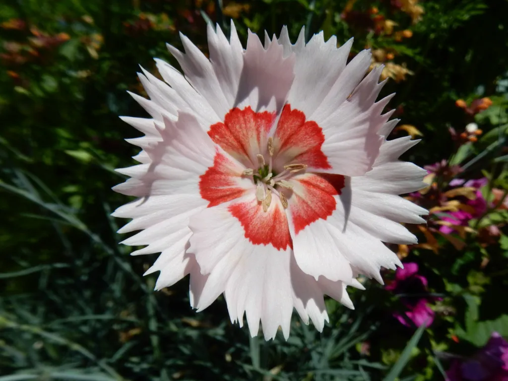 Dianthus allwoodii – pestovanie a (Dianthus allwoodii) – typický vzhľad, fotografia rastliny