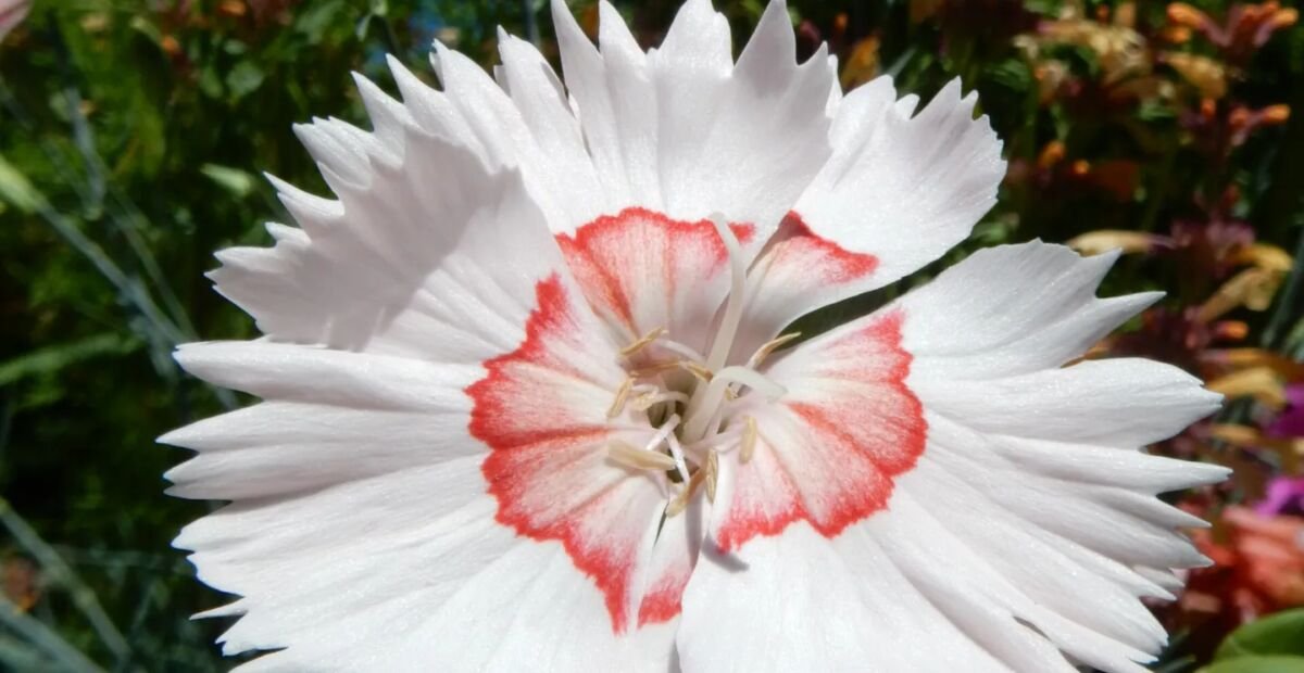 Dianthus allwoodii – fotografia rastliny