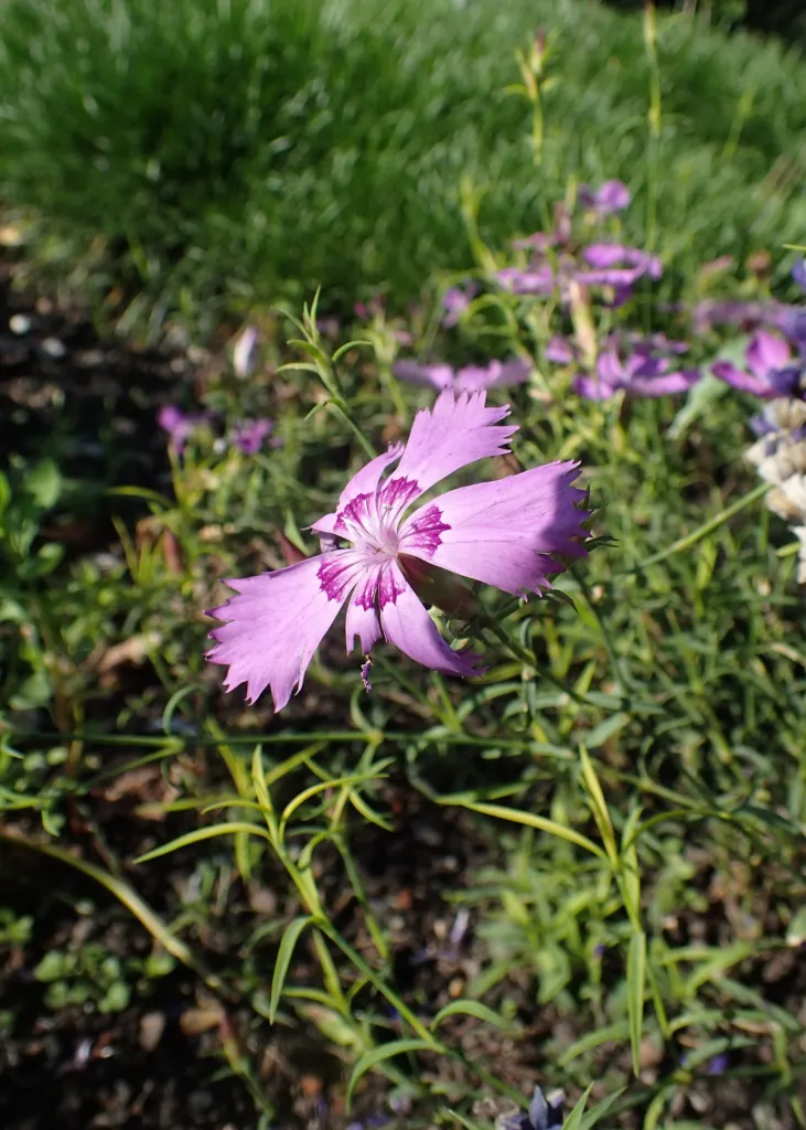 Chinesische Nelke (Dianthus chinensis) – im Garten, Pflanzenfoto