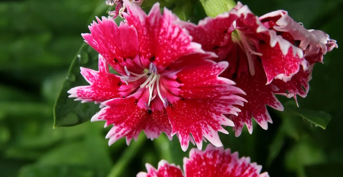 ainbow pink or China pink (Dianthus chinensis) – plant photo