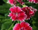 Ainbow pink or China pink (Dianthus chinensis) care guide