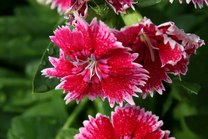 Dianthus chinensis