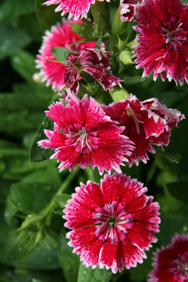 Dianthus chinensis