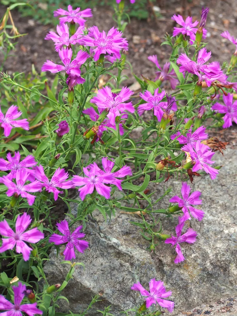 Chinesische Nelke (Dianthus chinensis) – im Garten, Pflanzenfoto