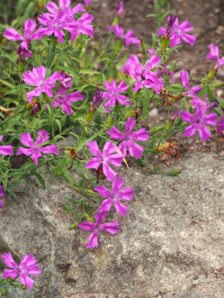 Chinesische Nelke (Dianthus chinensis) – im Garten, Pflanzenfoto