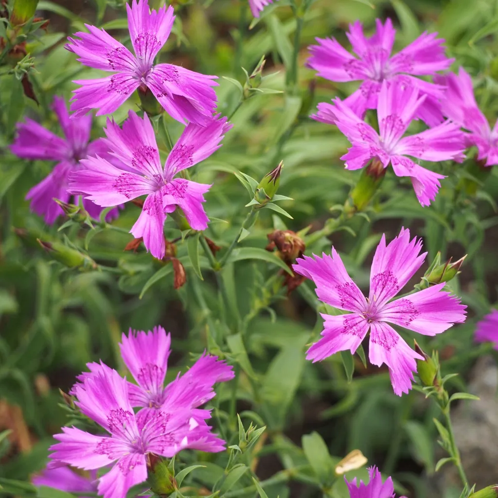 Chinesische Nelke (Dianthus chinensis) – im Garten, Pflanzenfoto