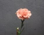 Dianthus ‘Cottage Pink’