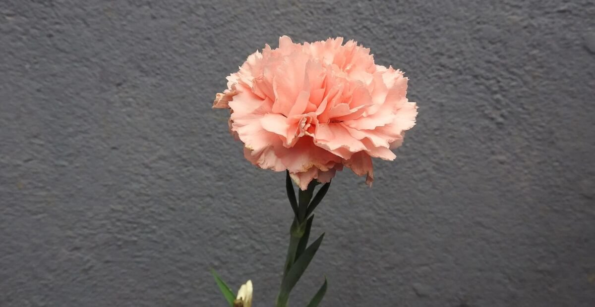 Dianthus 'Cottage Pink' – Pflanzenfoto