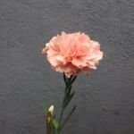 Dianthus ‘Cottage Pink’ (Dianthus 'Cottage Pink') – Pflanzenfoto
