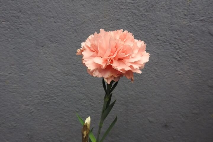 Dianthus 'Cottage Pink'