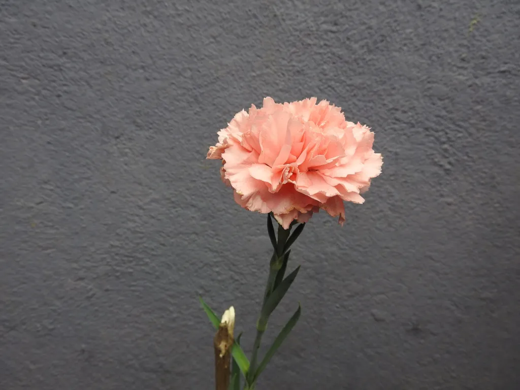 Dianthus ‘Cottage Pink’ (Dianthus 'Cottage Pink') – Blüten in Nahaufnahme, Pflanzenfoto