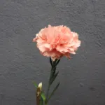 Dianthus ‘Cottage Pink’ (Dianthus 'Cottage Pink') – plant photo
