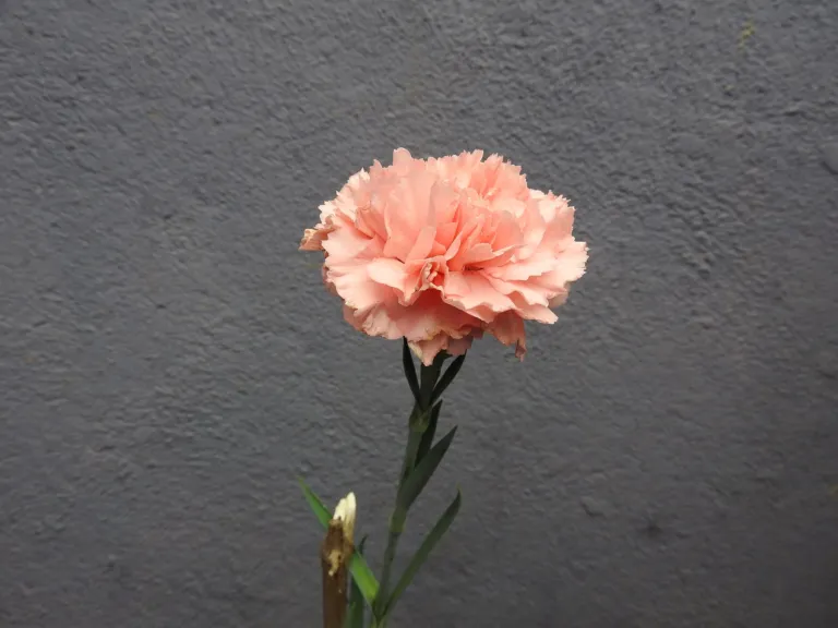 Dianthus 'Cottage Pink'